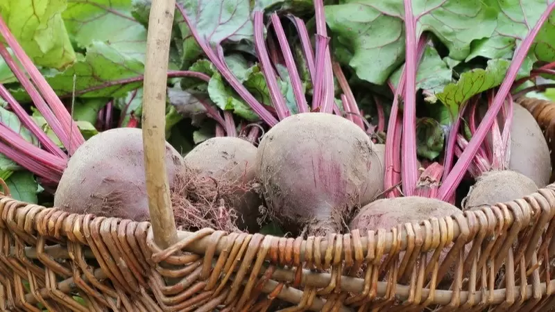 Как правильно варить свёклу: секреты и хитрости на кухне