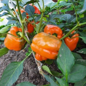 ���������� ��������� ������: �������� �������