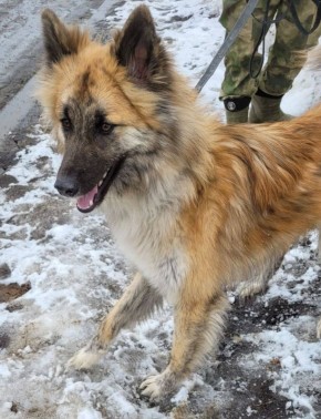 В Петропавловске семья взяла щенка из приюта и выбросила на улицу