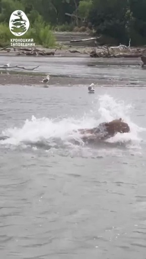 С днём рождения, Южно-Камчатский заказник!