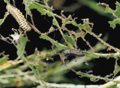 Эффективные стратегии по защите калини от гусениц