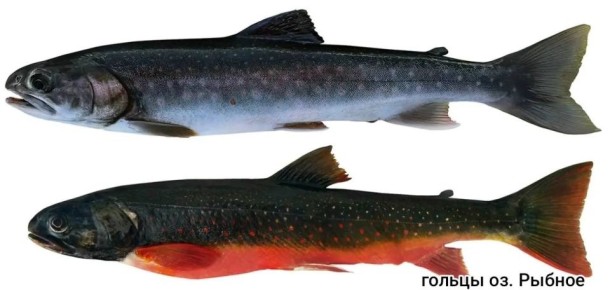 Учёные нашли уникальных рыб у Ичинского вулкана на Камчатке