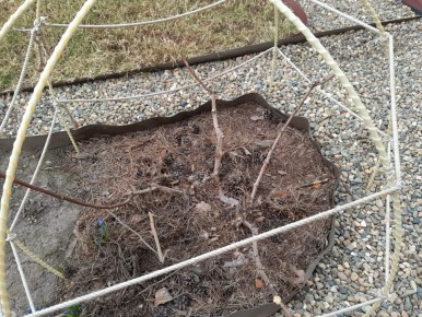 Как правильно обрезать гортензии: секреты и советы для пышного цветения