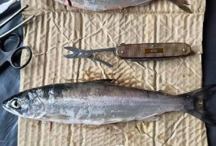 � ���������� ����� ���������� ������ ���-���������