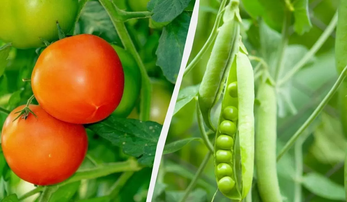 Январские садовые чудеса: какие овощи посадить в начале года