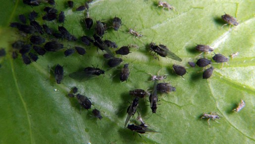 ��� �������� ���: ����������� ������ ������ � ����������