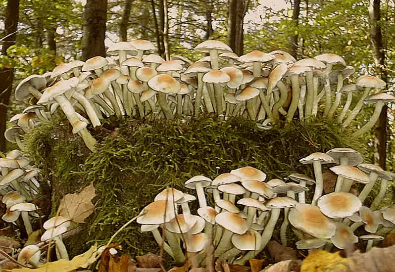 Как базидиомицеты меняют жизнь лесов и экосистемы планеты