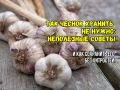 Как не потерять урожай чеснока: уберегите свои запасы от гнили и высыхания