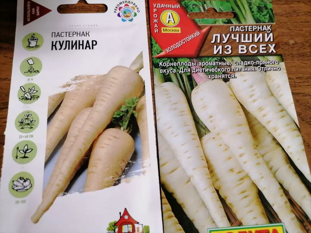 Урожай пастернака: как правильно его вырастить и использовать в кулинарии