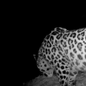 ��, ��� �� ������. �� �������? �� - �� ������ ����, ������ �����: @amurleo_land