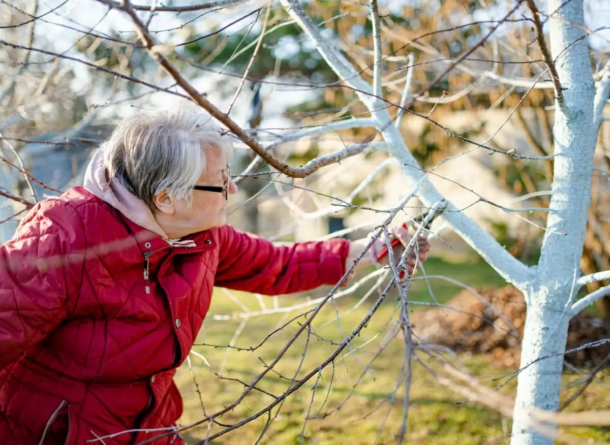 Зимняя обрезка растений: полезные советы и рекомендации для вашего сада