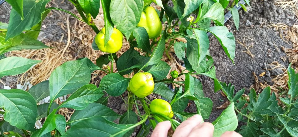 ����� ������ ����� ����: ������� ��������� ������ � ������ �����������