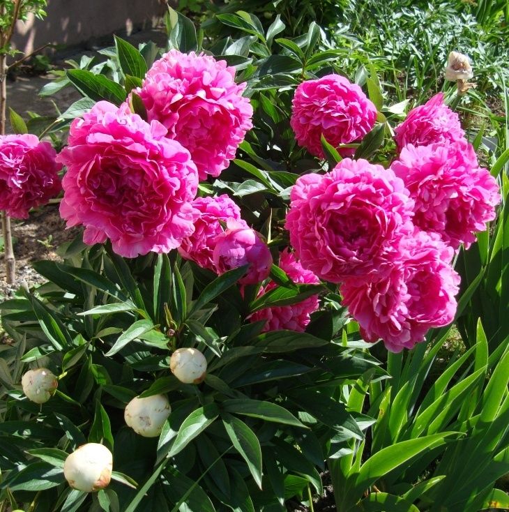 ���� �� ������� ����� ��������: �������� �������