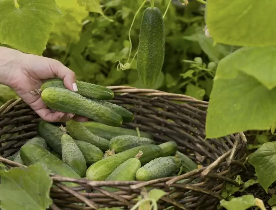 Как продлить сезон огурцов: секреты успешного сбора