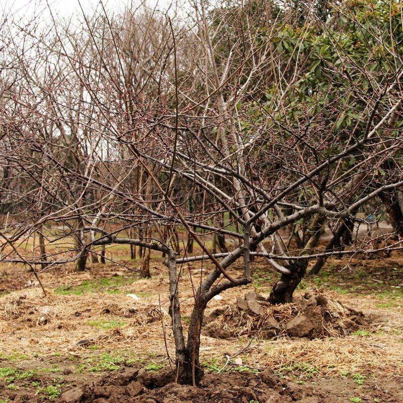 ������ ������� ���������� ������: ������� ��� ��������?