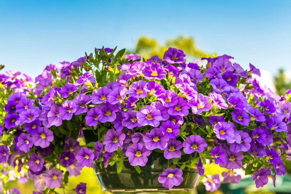 �������� ���: ��� ����� ������� �� ������� � �����