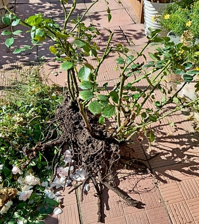 ����� � ��������� ����� ��� ��������� ��������