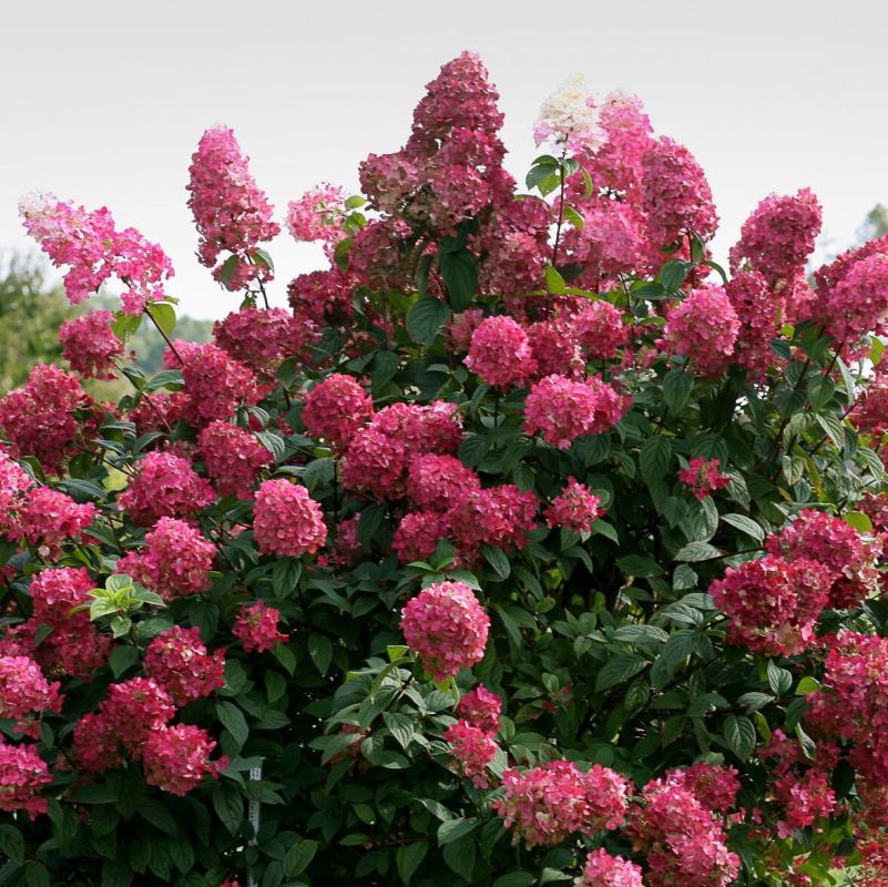 ��������� ��� ������� ����: ������� ����� � ������ ������