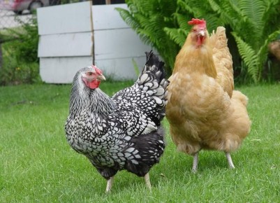 Как содержание сельскохозяйственных животных на даче может изменить вашу жизнь