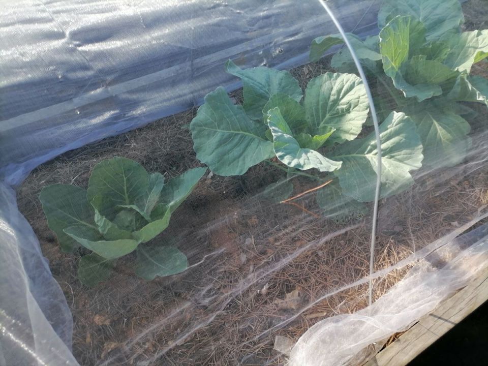 ��� ��������� ���������� �������: ������� ��������� �����