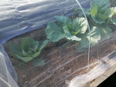 ��� ��������� ���������� �������: ������� ��������� �����