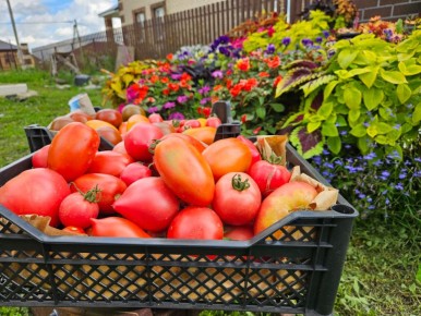 Август на огороде: ключевые шаги для богатого урожая томатов