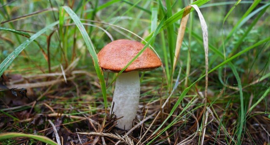 ����� ����� ������ �������� �����: ������� ���������� �������