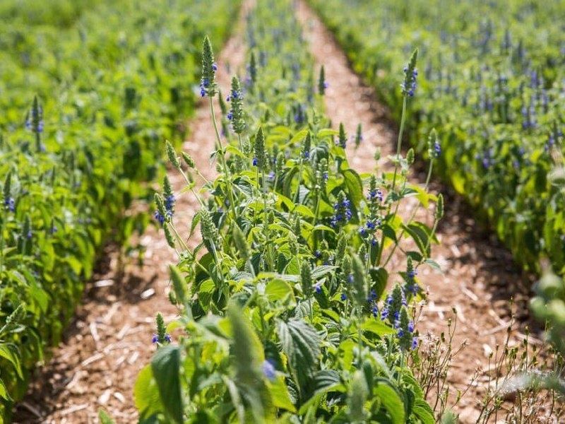 ��� ��� ����� �������� ��� ������: ������� ���� � ��������� ������