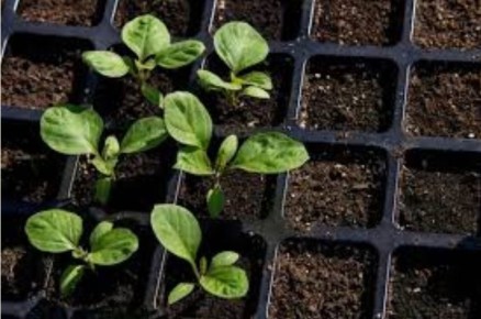 ��� �������� ���������������� ������ ��� ����������� ����������