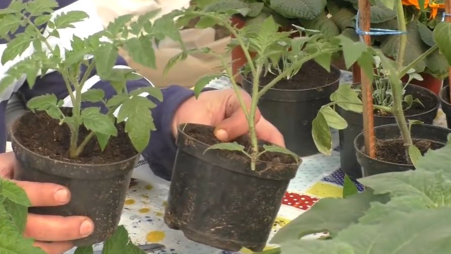 ��� ��������� ��������� ������ ��� ������ ������: ������� ������� ����������