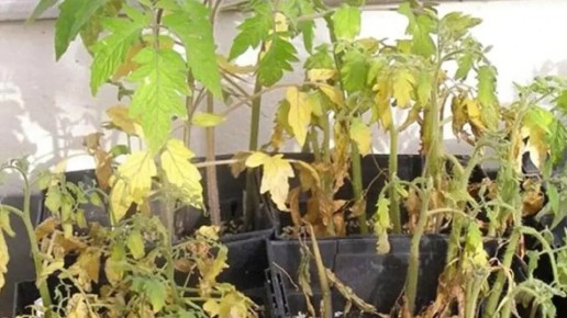 ��� ����� �� 20 ������ ������� � ����� ����� �������? ������� �������� ��������