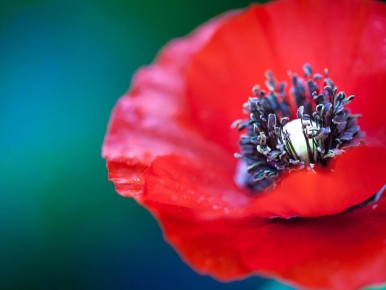 ������� ��������: ��� �� ����� ������ � ���� ����