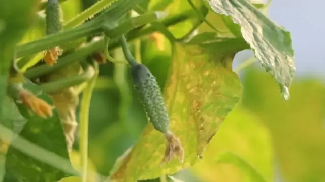 Как навсегда избавиться от вредителей на огуречных грядках: простая обработка за два часа