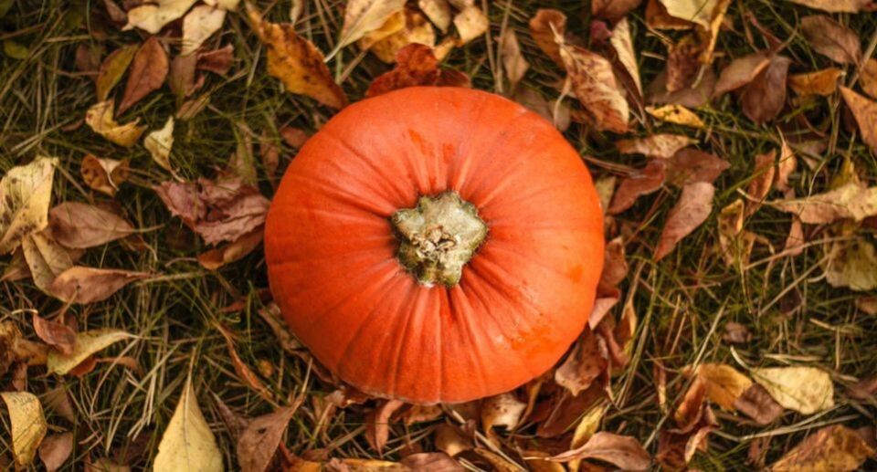 ��������� ����: ����� ��������, ������� ���������� ����� ������ ���� �������