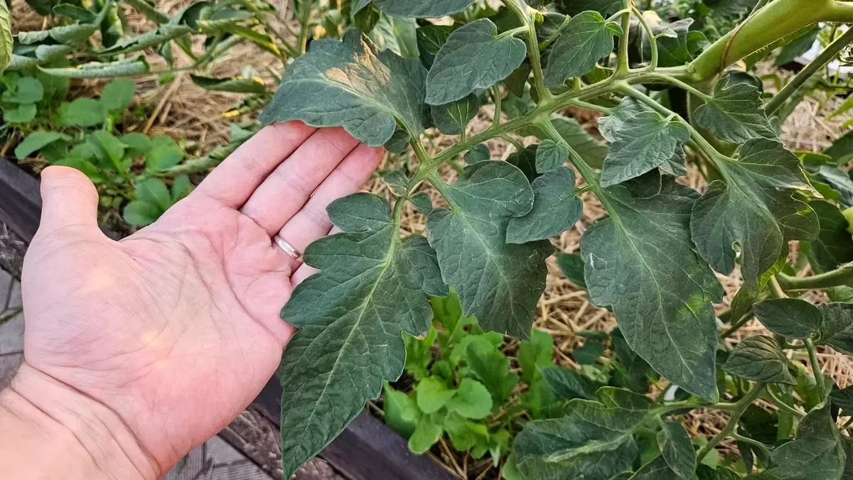 Томаты без плодов: как распознать и исправить жирование