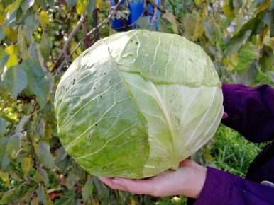 ����� ������� ��������: ��� ����� ����������� � ���� ������?