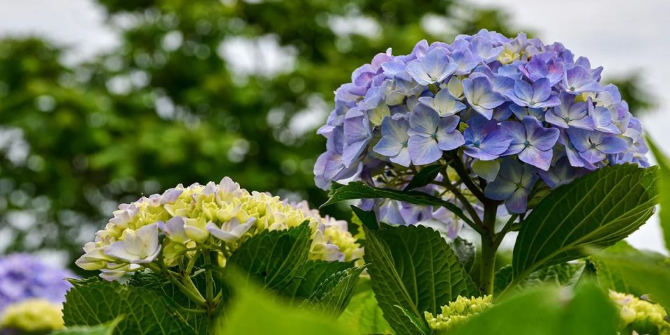 ������ ���� �� �����������: ������� ������� ��������