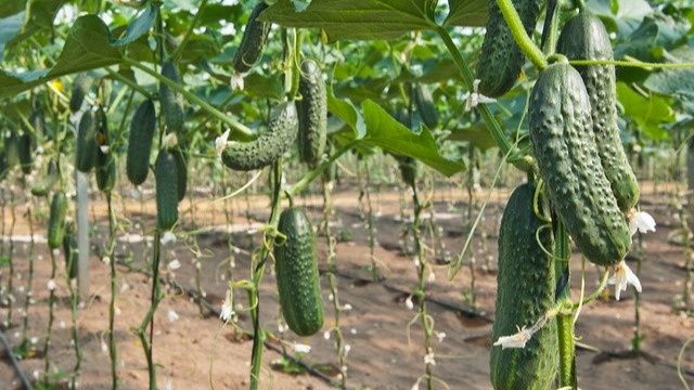 ����������� � ��������: ����� ����� �������� ����� ������� ������?