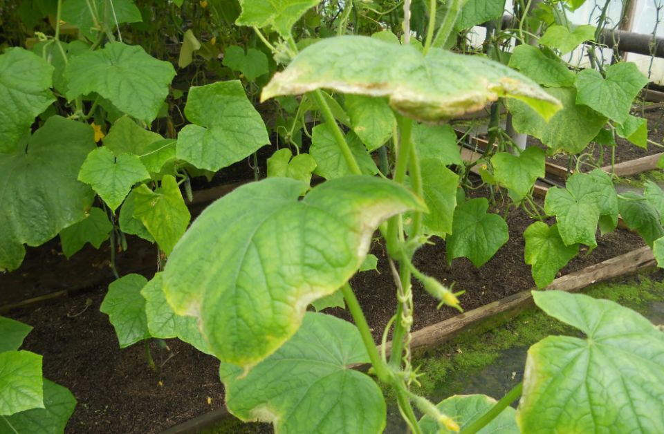 ��� �������� ����� �������: ������� ������� �������� �� ������