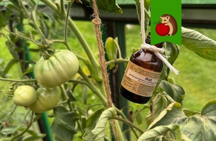 ������: ����� ������� ����� �� ����