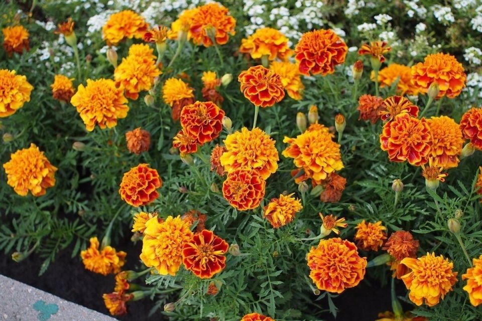 �������� ������ �����: ������ ������ ����������� ����� � ������