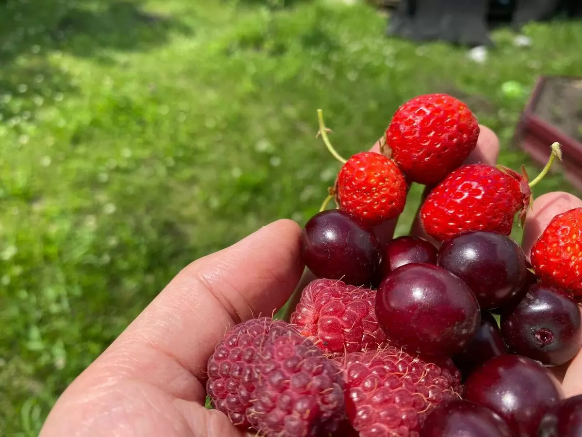 Как сохранить вкус лета: секреты заморозки ягод