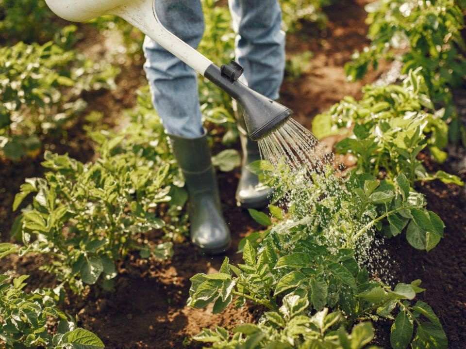 ��������� ������� ������: ��� ����� �������� �� �������