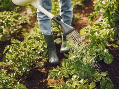 Необычные способы полива: что стоит оставить за рамками