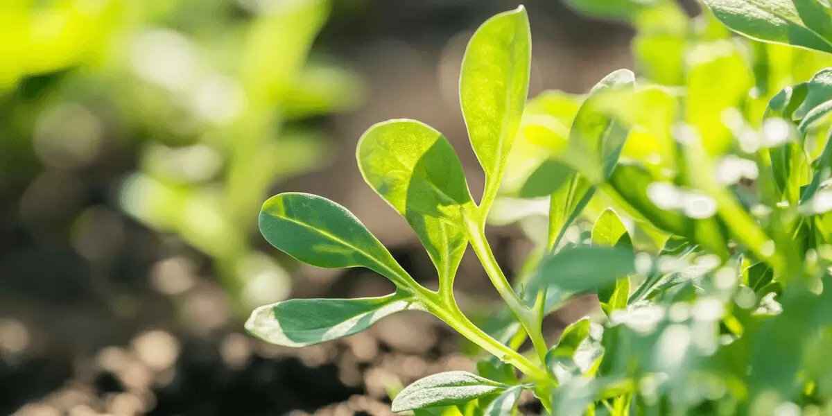 Рукола: зелень с древними традициями и современными кулинарными возможностями