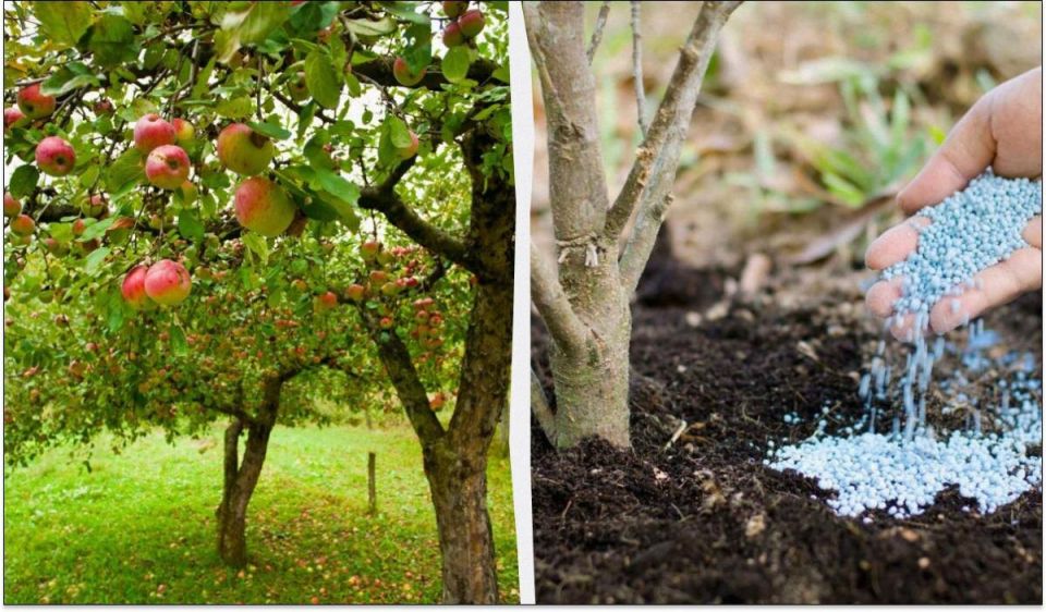 ��� ��������� ���������� ������ ����� �����