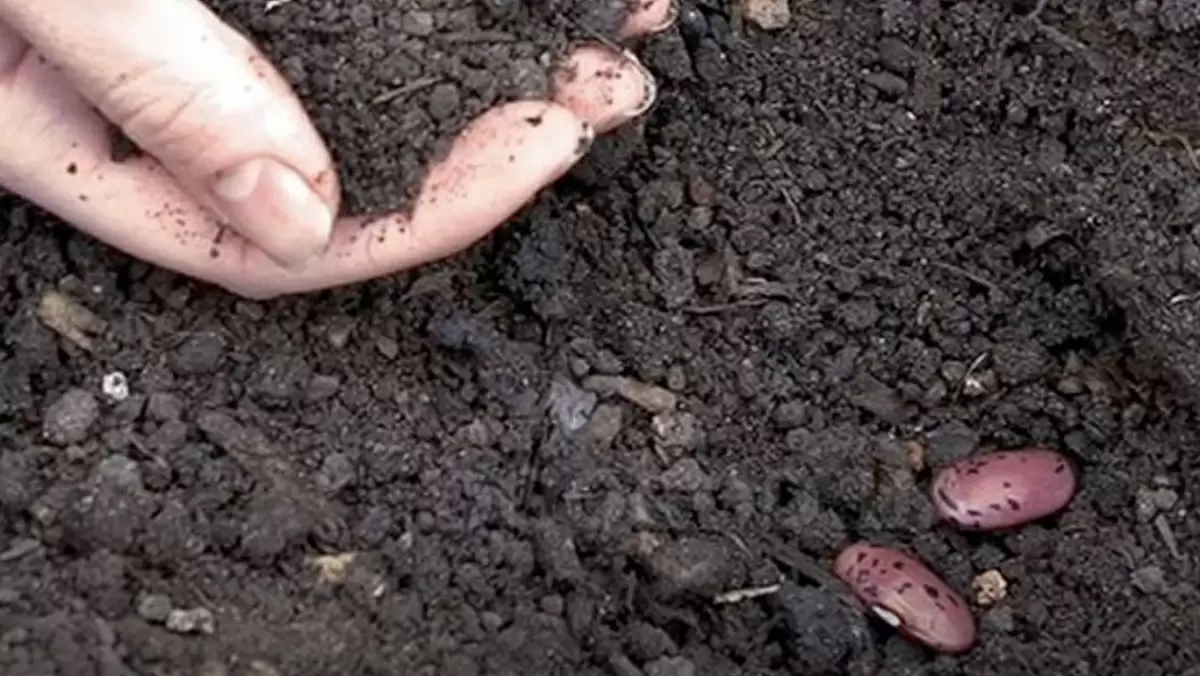 Секреты успешной посадки фасоли и гороха в открытый грунт