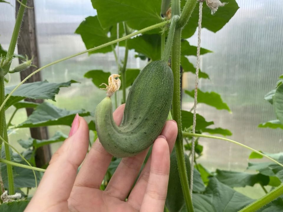 ��� ������� ������� ��������� �����: ������� ������ ��� ��������