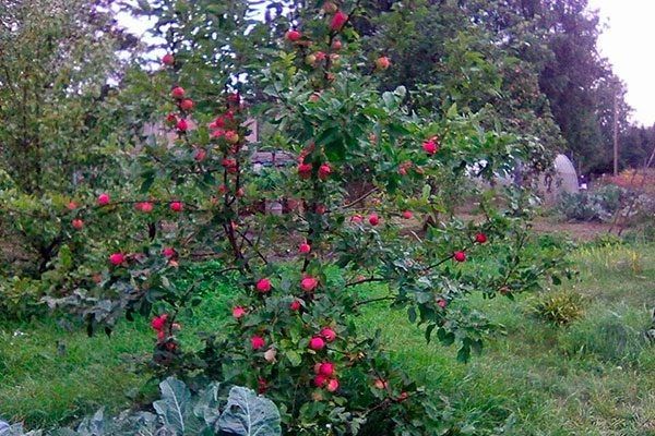 ������ ������: ������ ����� �� ���������� ������