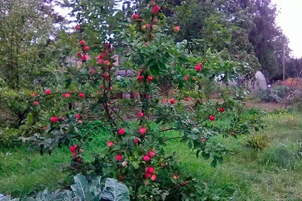 Яблоня Мантет: Азбука ухода за популярным сортом